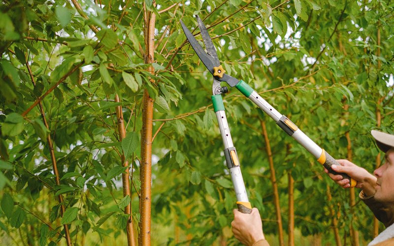 Tree trimming in Kiana, AK